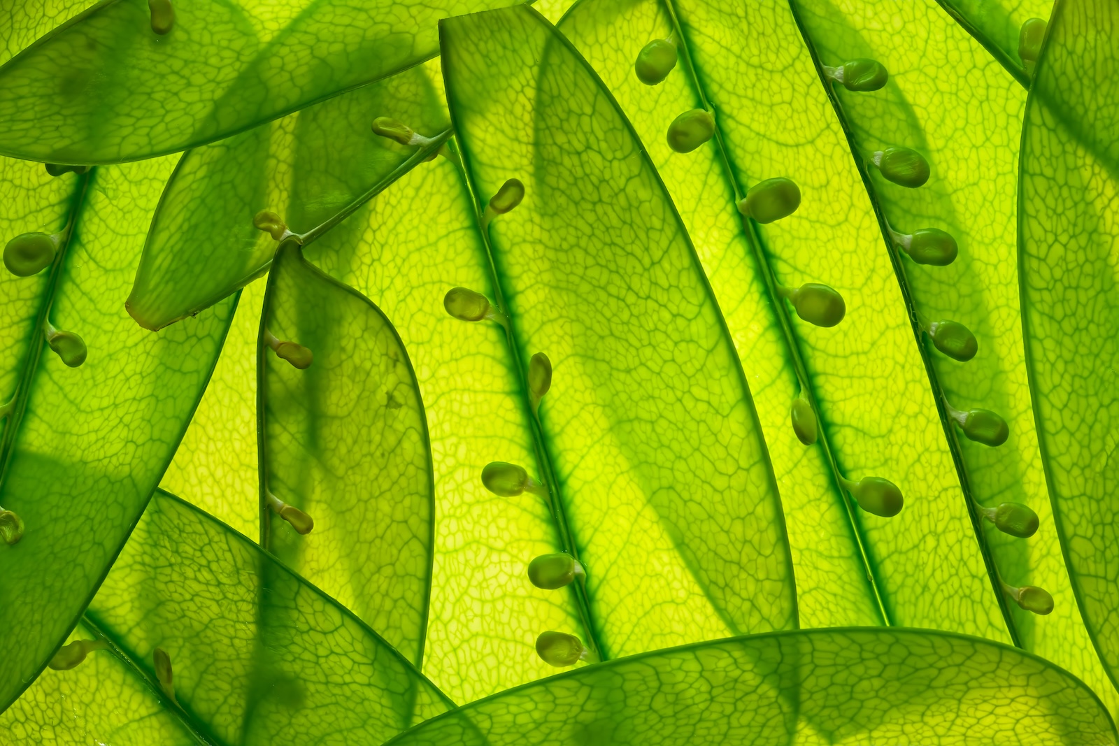 The Re:food Agrifood Investment Framework