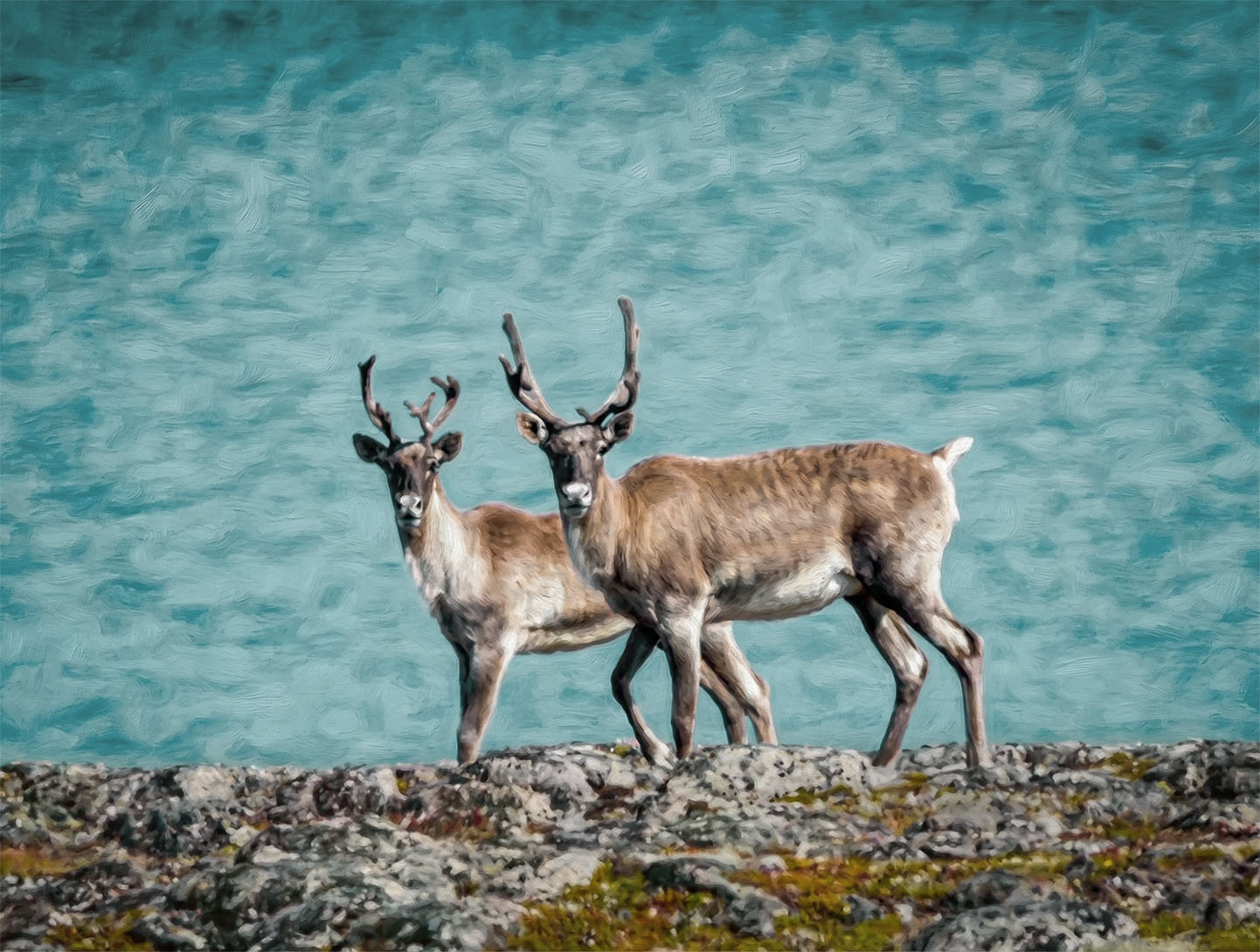 Indigenous Education