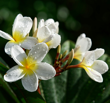 Close-up of white and yellow plumeria flowers with water droplets on petals, against a dark green blurred background.