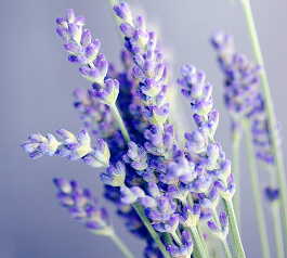 Close-up of purple lavender flower buds on green stems against a soft background.
