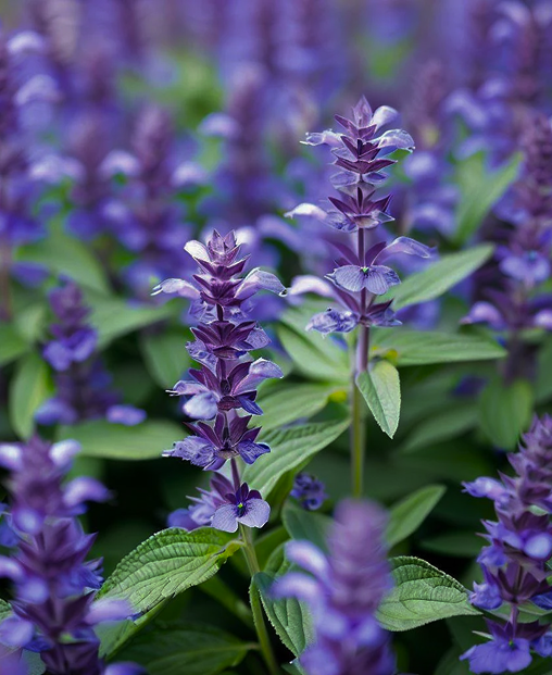 Close-up of purple salvia flowers with green leaves in a garden.