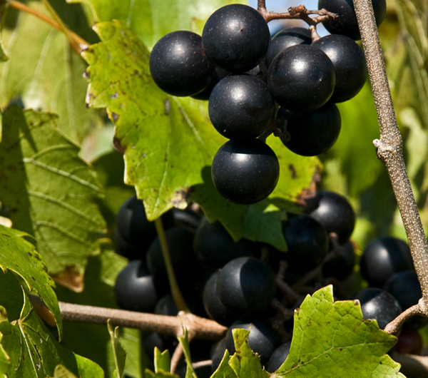 Cluster of ripe black grapes hanging on a vine with green leaves in sunlight.