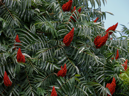 Tree with dense green leaves and striking clusters of red cone-shaped flowers against a clear sky.