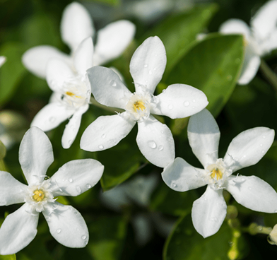 Close-up of white jasmine flowers with water droplets on green leaves background.