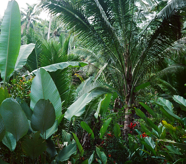 Lush tropical garden with various large green leaves and palm trees.