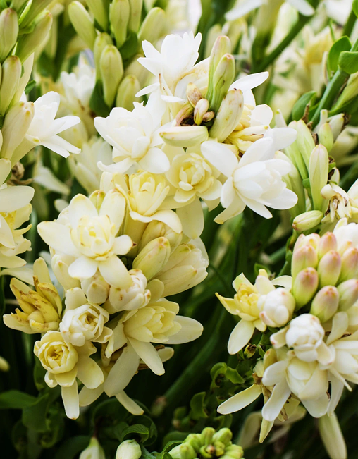 Close-up of white polianthes tuberosa flowers with green buds and leaves in the background.