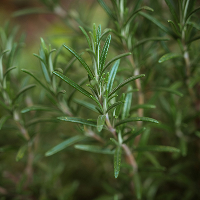 Close-up of green rosemary herb sprigs with needle-like leaves.
