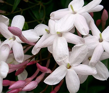 Close-up of white tuberose flowers with pink buds on a green leafy background.