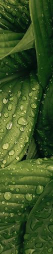 Close-up of green leaves with water droplets on their surfaces.