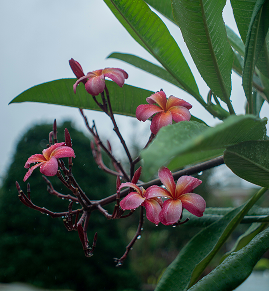 Cluster of pink and orange plumeria flowers with green leaves and a blurred outdoor background.