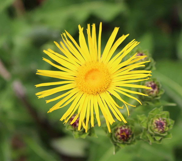Close-up of a bright yellow dandelion flower with green foliage background.