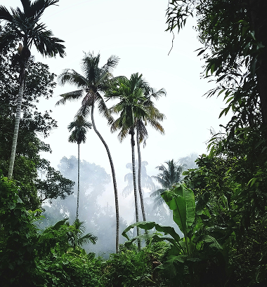 Tall palm trees surrounded by dense green tropical foliage with misty forest background.