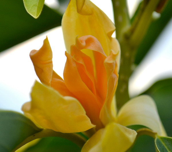 Close-up of a vibrant yellow Michelia Champaca flower with soft petals and green leaves in the background.