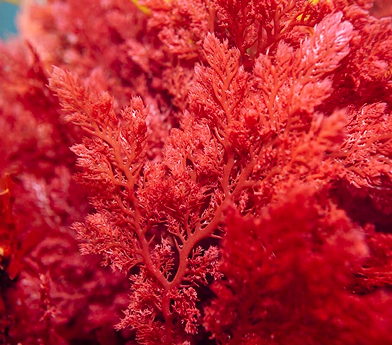 Close-up of vibrant red seaweed with intricate, feathery branches underwater.