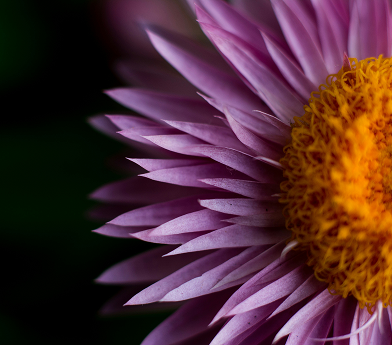 Close-up of the purple petals and yellow center of a blooming flower against a dark green background.