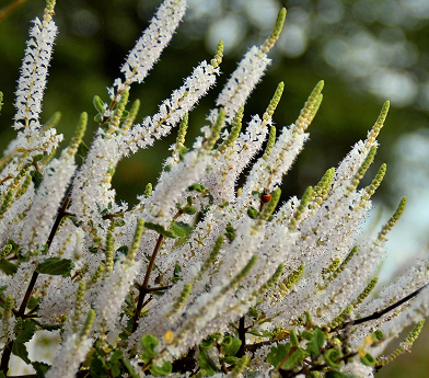Close-up of white flowering spikes with green leaves and a small bee on one spike.