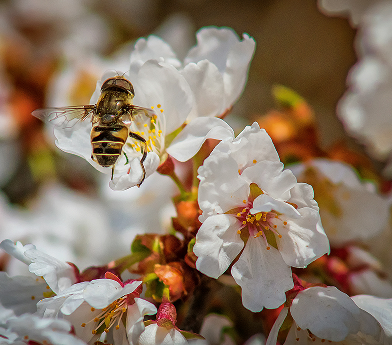 Bee collecting nectar from white cherry blossoms in spring.