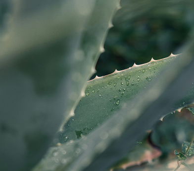 Close-up of a green succulent leaf with water droplets on its surface and sharp edges.