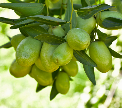 Cluster of unripe green olives hanging on an olive tree branch with leaves.