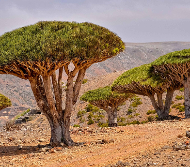 Several dragon blood trees with umbrella-shaped canopies in a rocky, arid landscape under a cloudy sky.