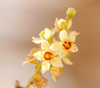 Close-up of small white and yellow flowers with red centers on a blurred beige background.