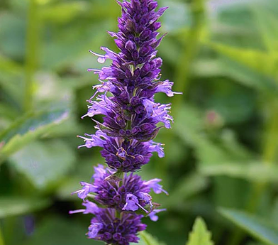 Close-up of a tall purple flower spike with small blossoms and green foliage in the background.