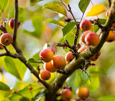 Close-up of small orange-red crabapples hanging on a tree branch with green leaves in soft sunlight.