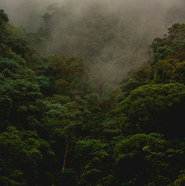 Dense forest with lush green trees covered in mist and fog.