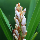 Close-up of a white and light brown tropical flower surrounded by large green leaves.