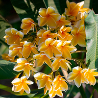 Cluster of yellow and white plumeria flowers with green leaves in the background.