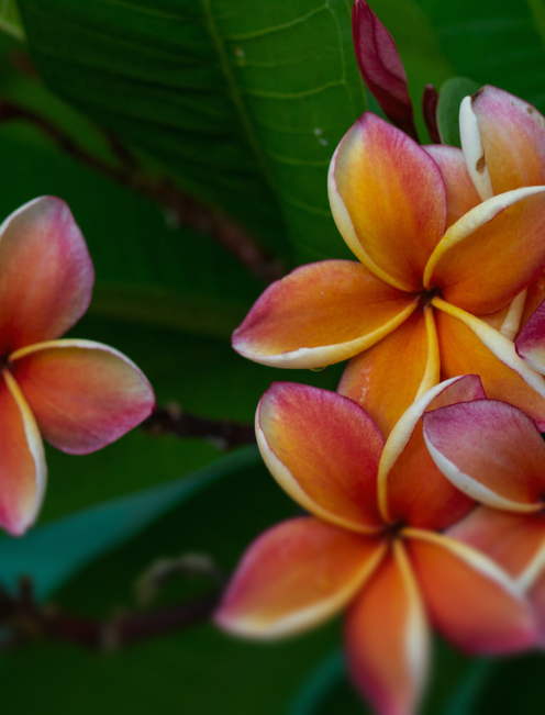 Close-up of vibrant orange and pink plumeria flowers with green leaves in the background.
