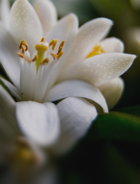 Close-up of a white flower with yellow stamens and dew drops on petals against a blurred green background.