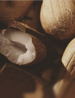 Close-up of a cracked brown seed revealing white inner flesh surrounded by whole seeds.