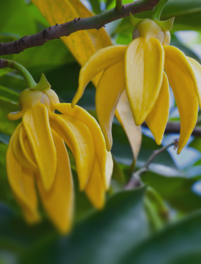 Close-up of yellow ylang-ylang flowers hanging from a tree branch with green leaves in the background.