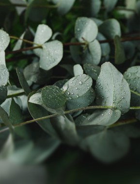 Close-up of eucalyptus leaves with water droplets on them against a dark background.