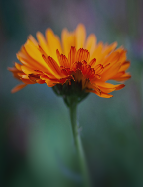 Close-up of an orange marigold flower with detailed petals and green blurred background.