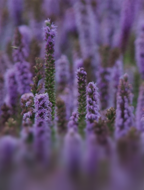 Close-up of purple wildflowers with green stems in a blurred natural setting.