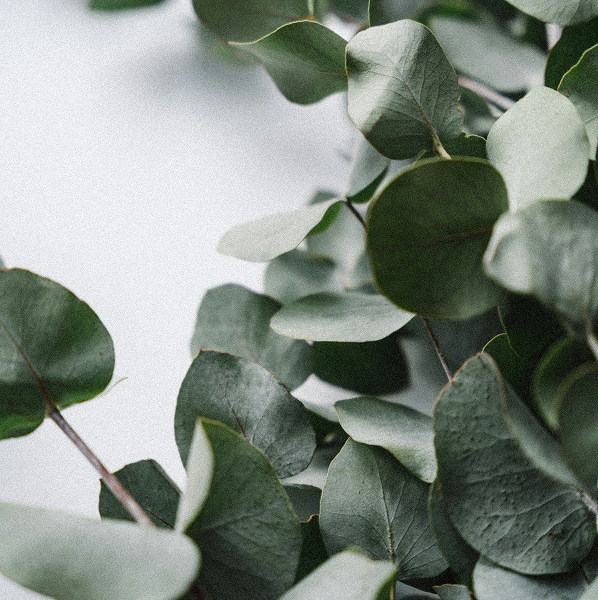 Close-up of green eucalyptus leaves with a soft white background.