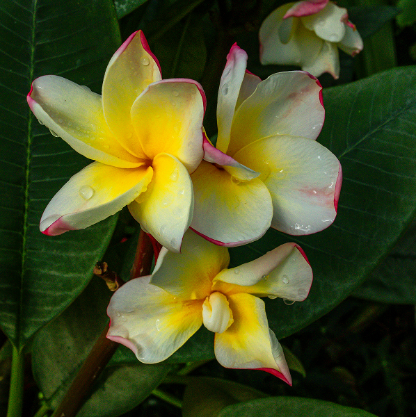 Close-up of yellow and white plumeria flowers with pink edges and water droplets surrounded by green leaves.