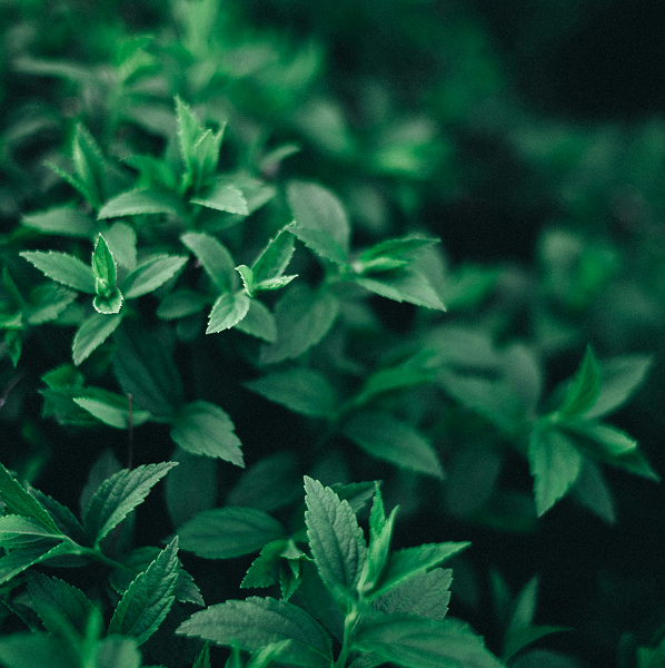 Close-up of lush green leaves with soft focus background.