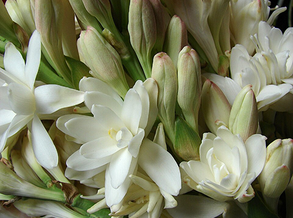 Close-up of a cluster of white tuberose flowers with some buds.