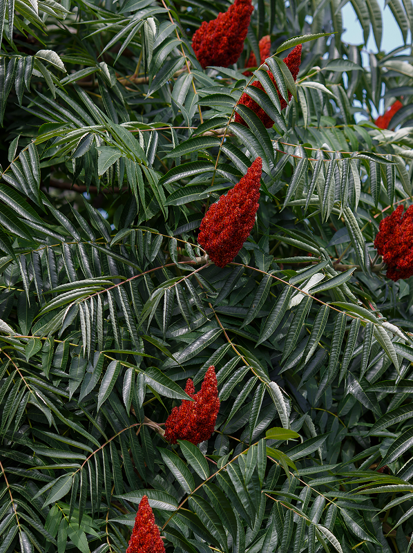 Sumac plant with green pinnate leaves and vibrant red cone-shaped flower clusters.