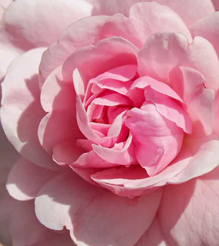 Close-up of a soft pink rose flower with delicate layered petals.