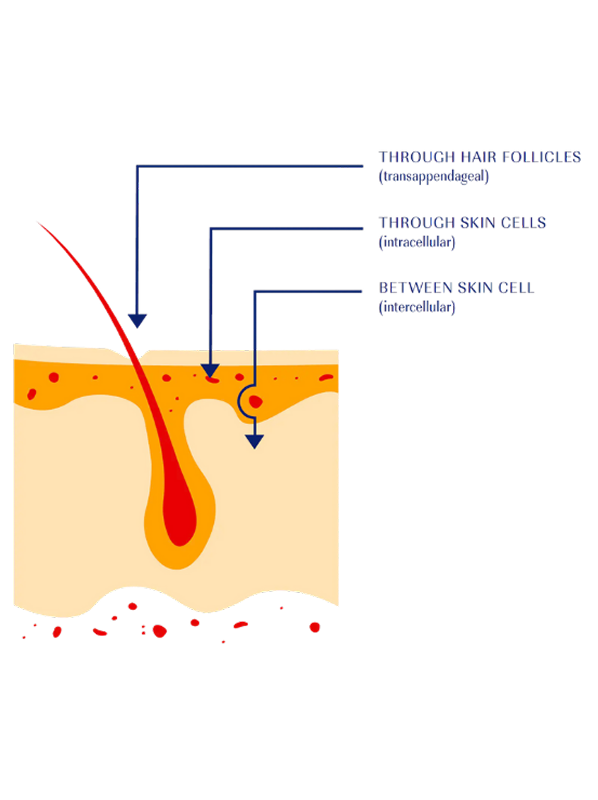 Diagram illustrating three pathways for substances passing through the skin: through hair follicles (transappendageal), through skin cells (intracellular), and between skin cells (intercellular).