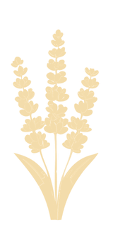 Three yellow flower stalks with green leaves at the bottom on a white background.