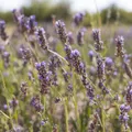 Lavender field with purple flowers in full bloom under a clear sky.