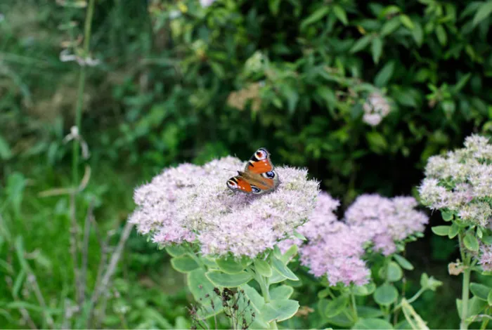 Butterfly on a flower at Domaine de la Vivande