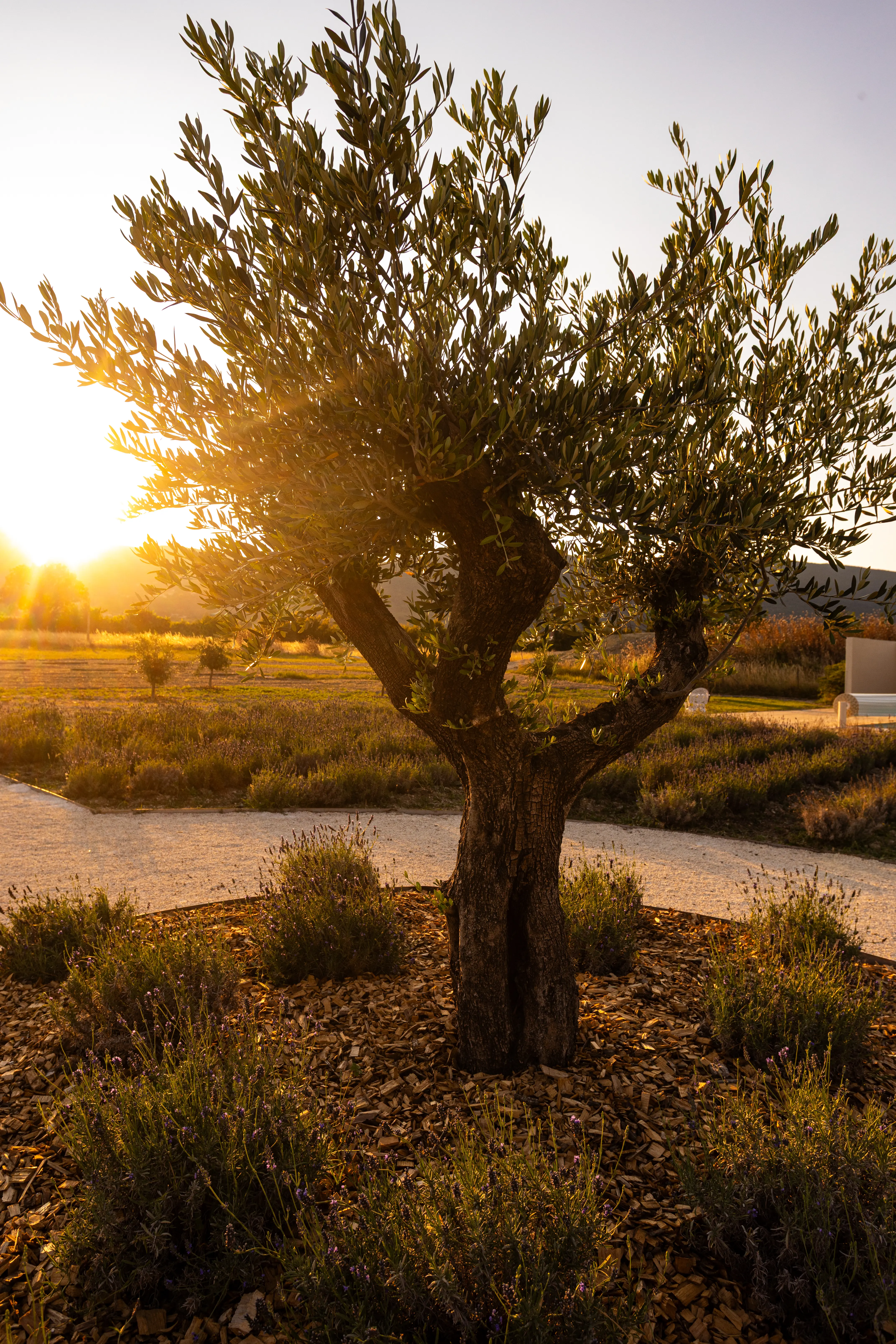 Domaine de la Vivande de nuit, éclairage d'ambiance, mas provençal en pierre illuminé, jardin avec fontaine centrale