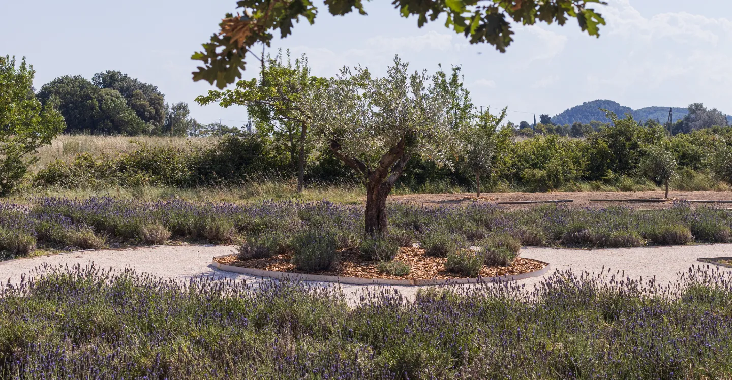 Les champs de lavande au Domaine de la Vivande