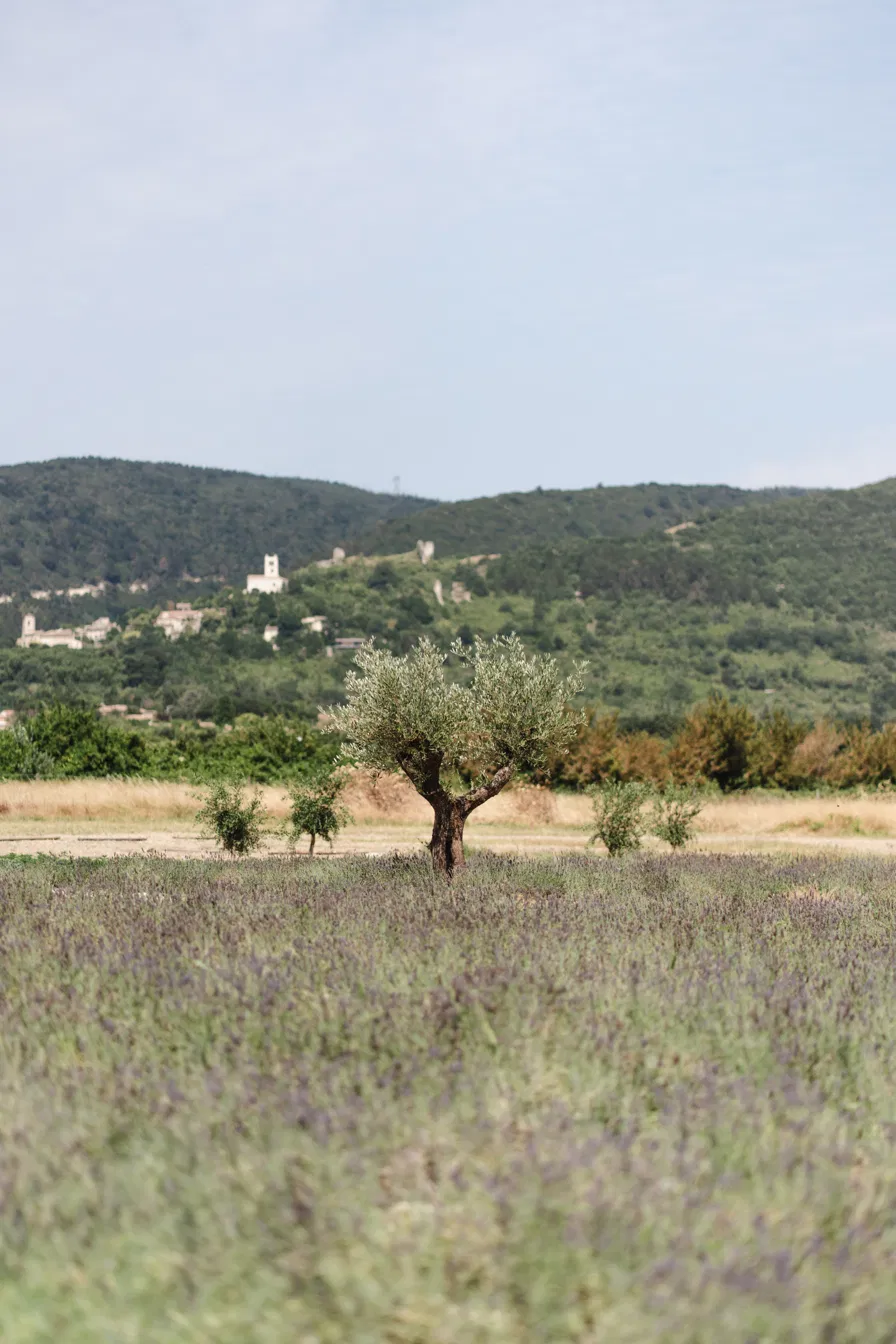 Champ de lavande du domaine de la vivande